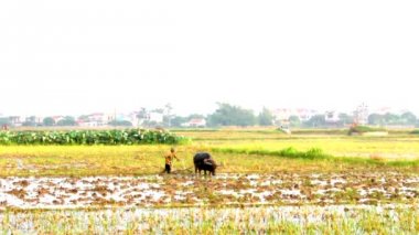 su aygırı olan bir alana toprak çiftçiler
