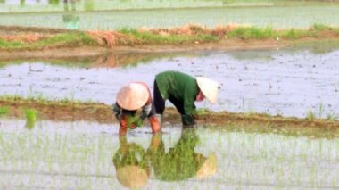 yetiştirilen pirinç alanında çiftçi