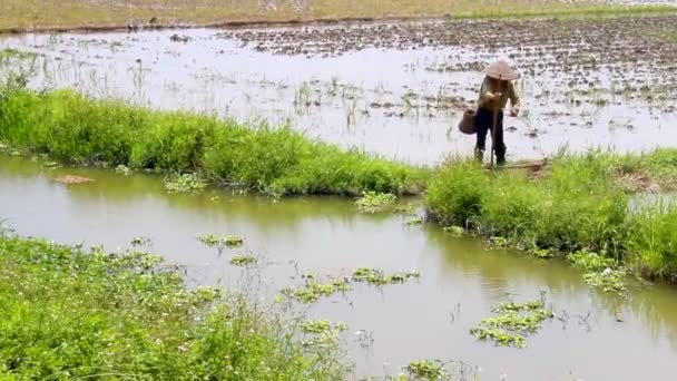 Farmer fishing on the field — Stock Video