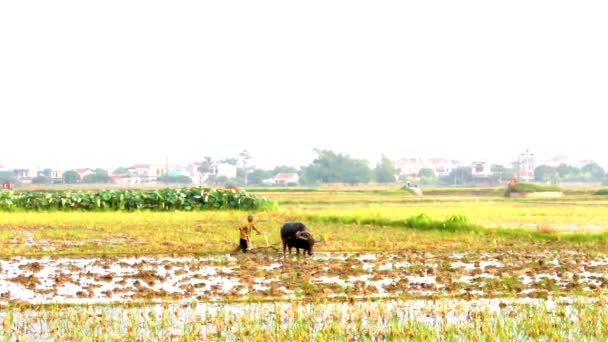 Agricoltori a terra in un campo con bufalo d'acqua — Video Stock