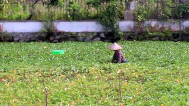 Farmer fishing on the field — Stock Video