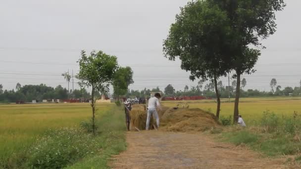 Oogst op het platteland — Stockvideo