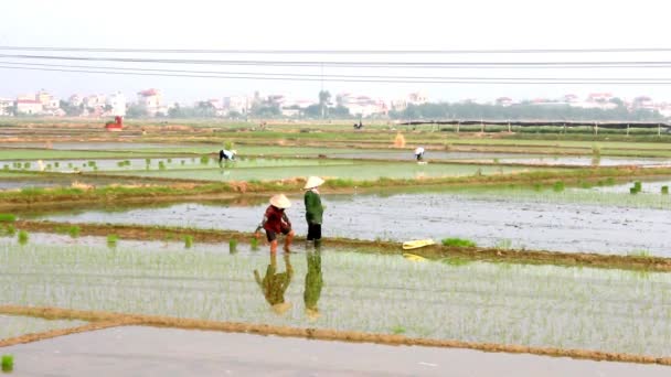 Agricultores cultivan arroz en el campo — Vídeos de Stock