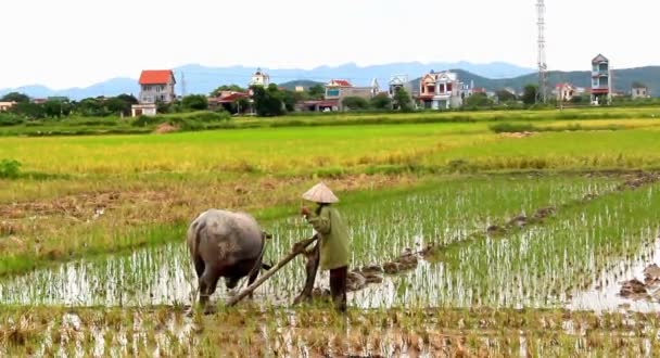 Boeren op het land in een veld met de waterbuffel — Stockvideo