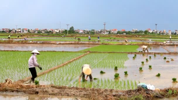 Bönderna odlade ris i fältet — Stockvideo