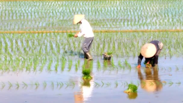 Bönderna odlade ris i fältet — Stockvideo