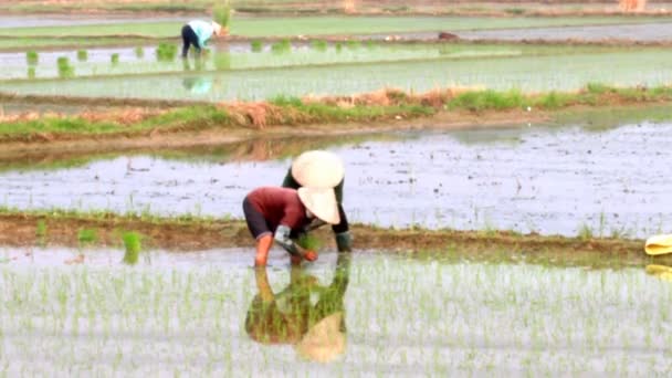 Zemědělci pěstují rýži v poli — Stock video