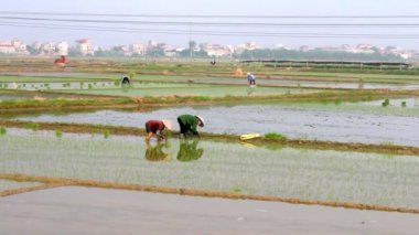 yetiştirilen pirinç alanında çiftçi