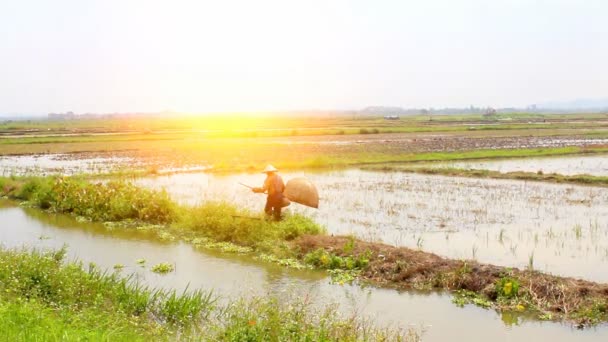 Pesca degli agricoltori in campo — Video Stock