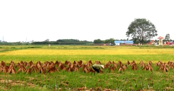 Agricultores que trabalham num campo de arroz — Vídeo de Stock