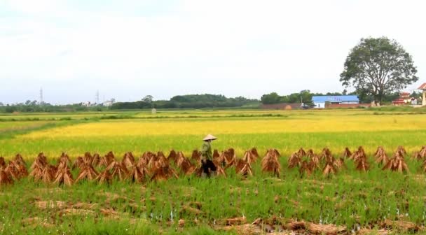 Agricultores que trabalham num campo de arroz — Vídeo de Stock