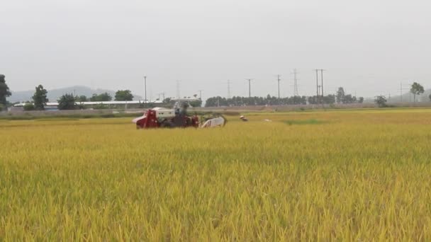 Cosecha en el campo — Vídeos de Stock