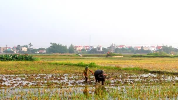 Agricoltori a terra in un campo con bufalo d'acqua — Video Stock