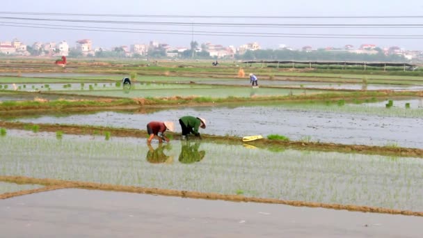 Coltivatori di riso in campo — Video Stock