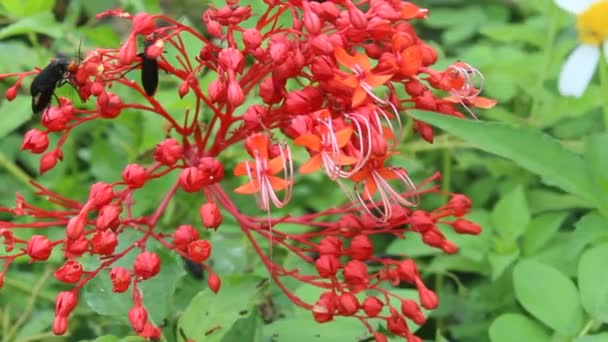 Fiore rosso fioritura — Video Stock