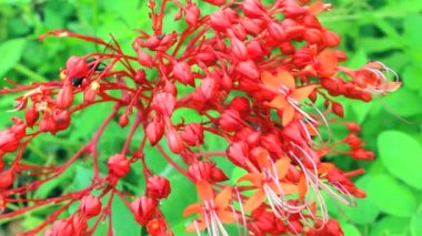 Kırmızı çiçek çiçeklenme