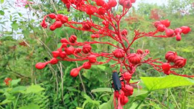 Kırmızı çiçek çiçeklenme