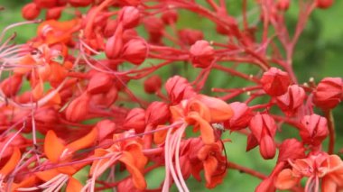 Kırmızı çiçek çiçeklenme