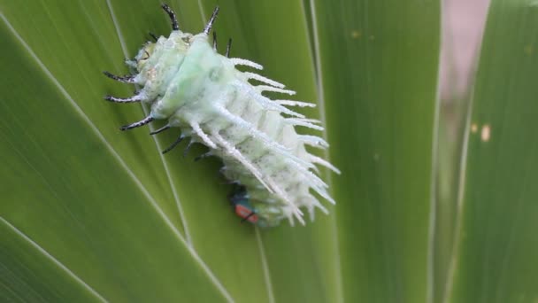 Oruga verde arrastrándose sobre las hojas — Vídeos de Stock