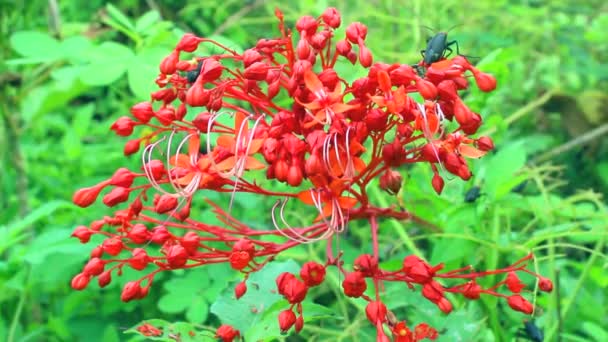 Red flower blooming — Stock Video