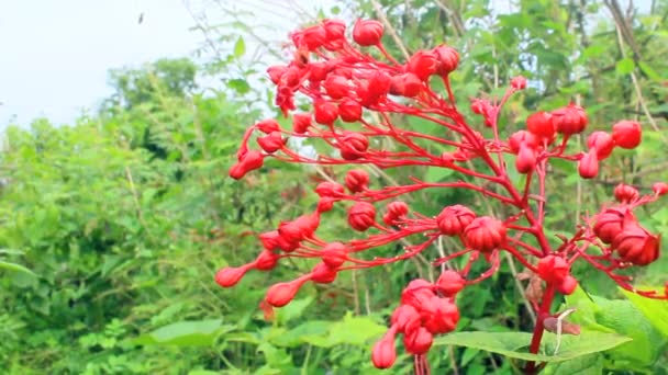 Rote Blume blüht — Stockvideo