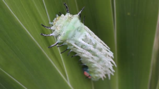 Зелена гусениця повзе на листі — стокове відео
