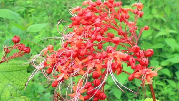 Czerwony kwiat kwitnący — Wideo stockowe