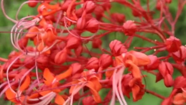 Röd blomma blommar — Stockvideo