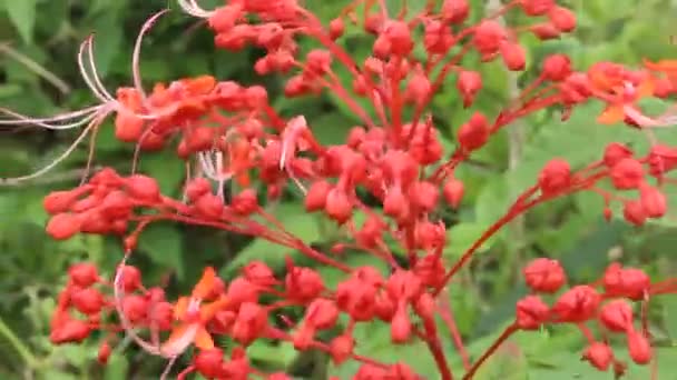 Rote Blume blüht — Stockvideo