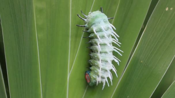 Oruga verde arrastrándose sobre las hojas — Vídeos de Stock