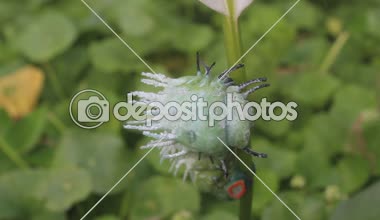 Yeşil tırtıl üzerinde sürünerek bırakır