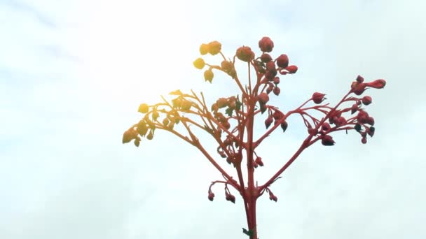 Rote Blume blüht — Stockvideo