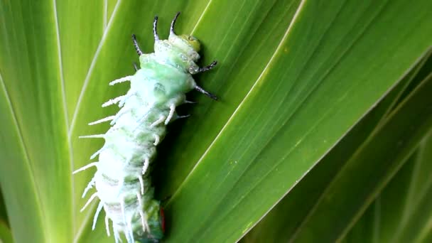 Zöld caterpillar másznak a levelek — Stock videók