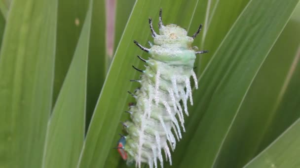 Oruga verde arrastrándose sobre las hojas — Vídeos de Stock