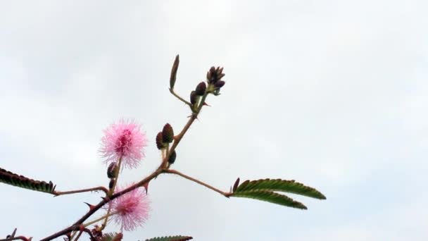 Rote Blume blüht — Stockvideo