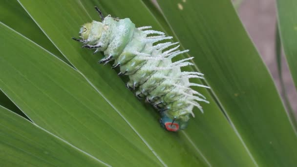 Oruga verde arrastrándose sobre las hojas — Vídeos de Stock