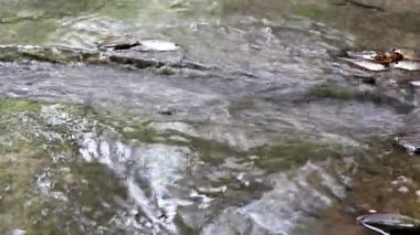 Suda yüzen küçük balıklar