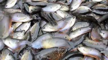 Suda yüzen küçük balıklar