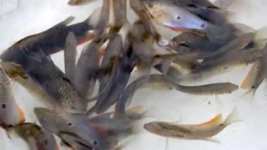 Suda yüzen küçük balıklar