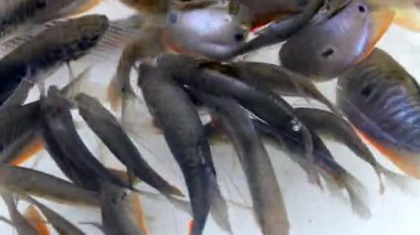 Suda yüzen küçük balıklar