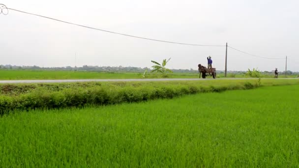 现场年轻绿油油的稻田 — 图库视频影像