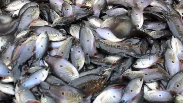 Peces pequeños nadando en el agua — Vídeos de Stock