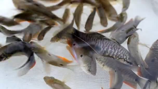 Kleine Fische schwimmen im Wasser — Stockvideo