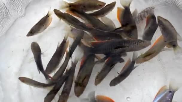 Маленькие рыбки плавают в воде — стоковое видео