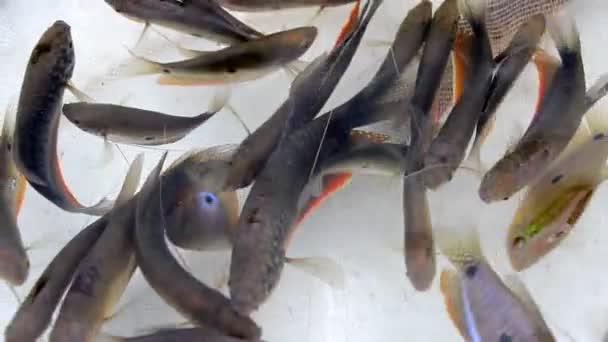 Malé ryby plavou ve vodě — Stock video