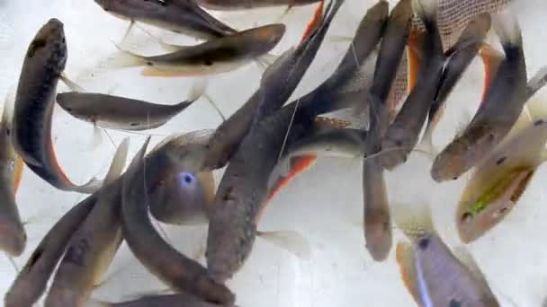 Petits poissons nageant dans l'eau