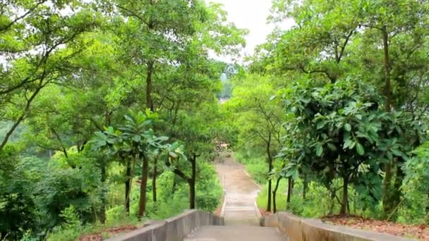 La strada verde degli alberi — Video Stock