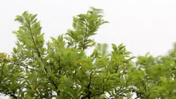  la pluie tropicale