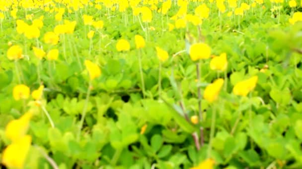 Blooming yellow flowers — Stock Video