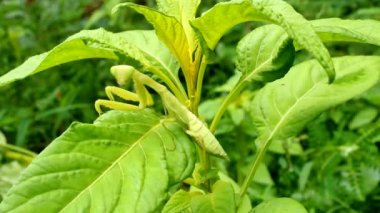 Mantis yaprak ve çiçek